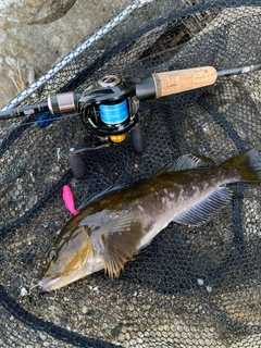 アイナメの釣果