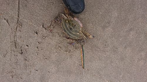 ワタリガニの釣果