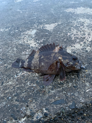 ムラソイの釣果