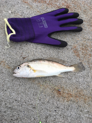 イシモチの釣果