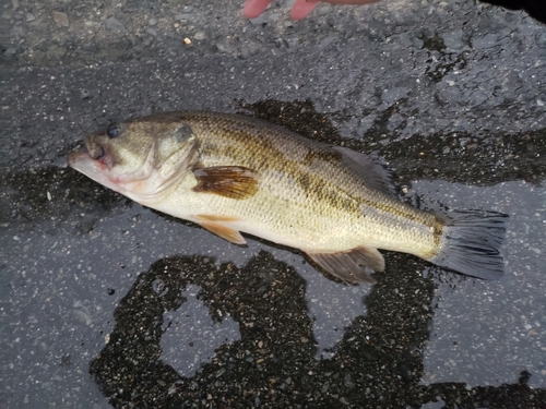 ラージマウスバスの釣果