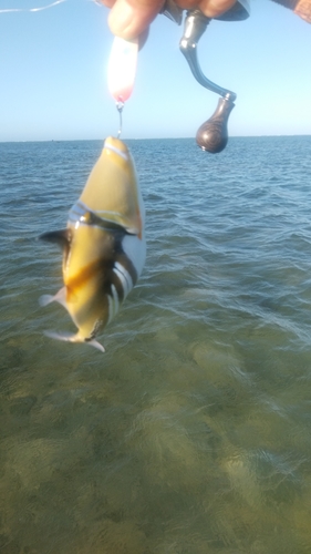 ムラサメモンガラの釣果