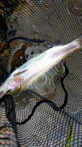 レインボートラウトの釣果