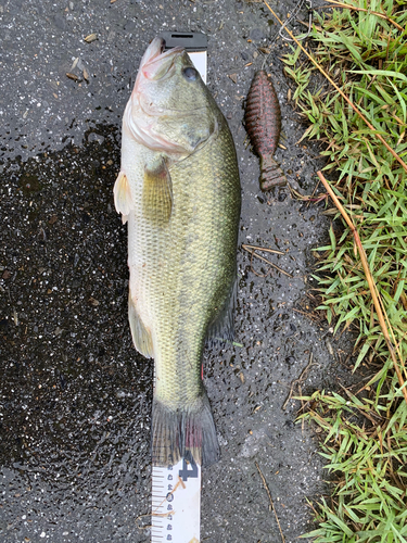 ブラックバスの釣果