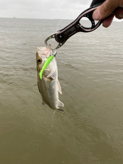 セイゴ（マルスズキ）の釣果