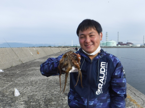 マダコの釣果