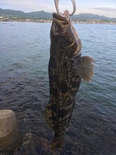 アブラコの釣果