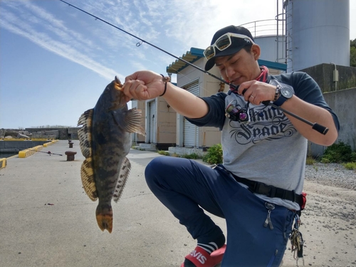 アイナメの釣果