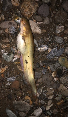 ナマズの釣果