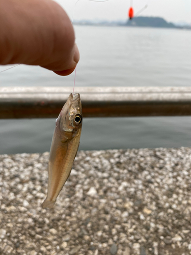 シロギスの釣果