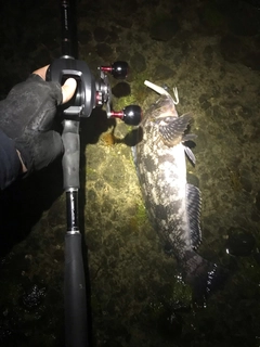 アイナメの釣果