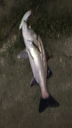 シーバスの釣果