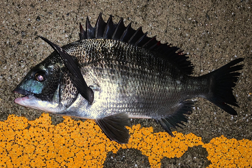 チヌの釣果