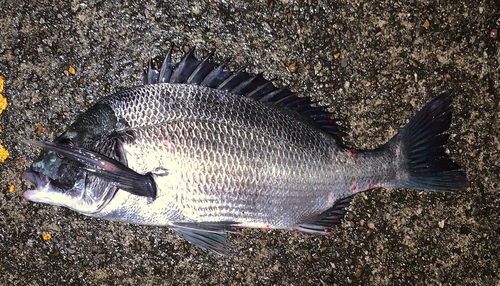 チヌの釣果