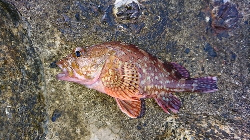 カサゴの釣果