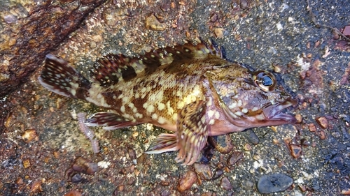 カサゴの釣果