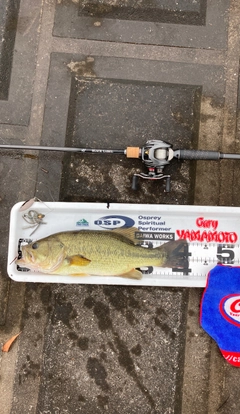 ラージマウスバスの釣果