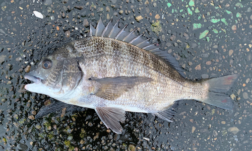 チヌの釣果