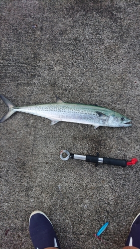 サゴシの釣果