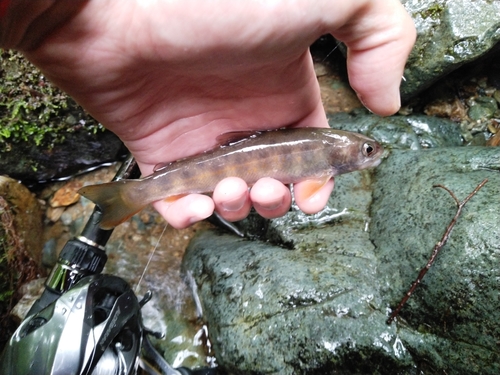 イワナの釣果