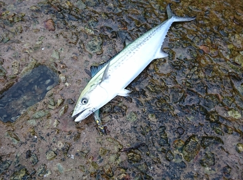 サゴシの釣果