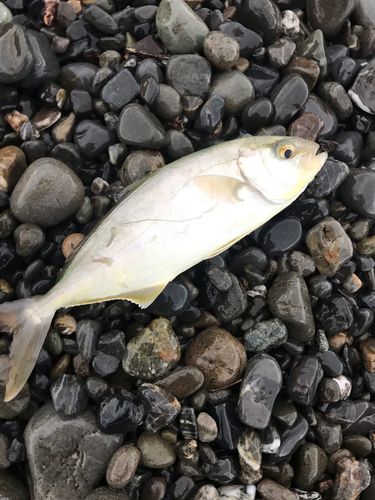 ショゴの釣果