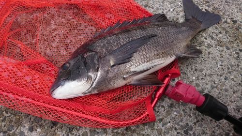 クロダイの釣果