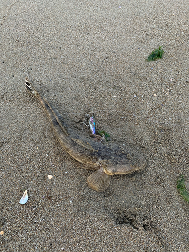 マゴチの釣果