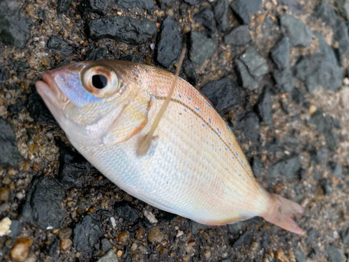 タイの釣果