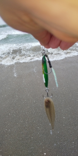 シタビラメの釣果