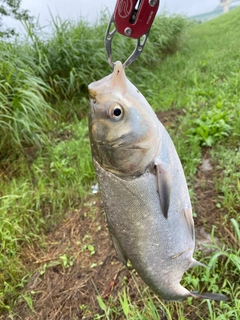 ハクレンの釣果