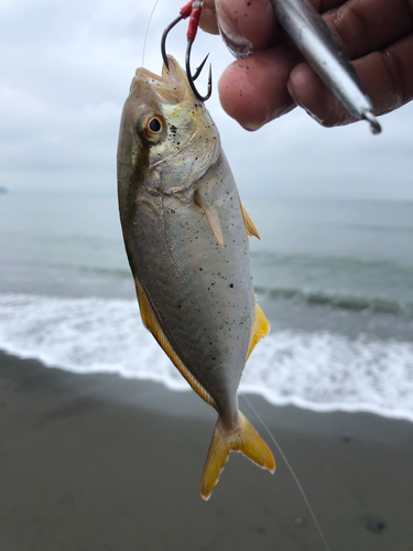 ショゴの釣果