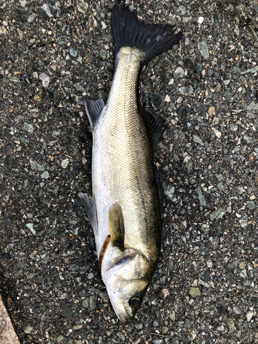 スズキの釣果