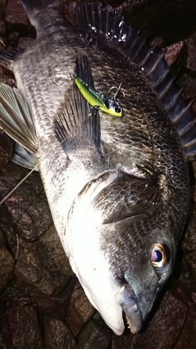 クロダイの釣果