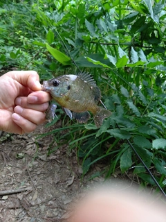 ブルーギルの釣果