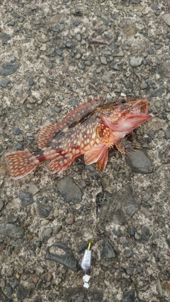 カサゴの釣果