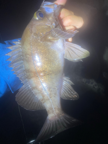 シロメバルの釣果