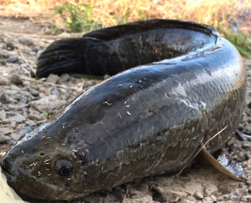 ライギョの釣果