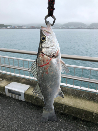 フッコ（ヒラスズキ）の釣果