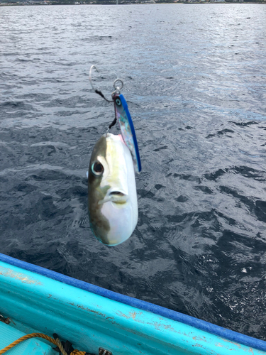 クサフグの釣果