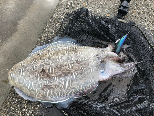 モンゴウイカの釣果