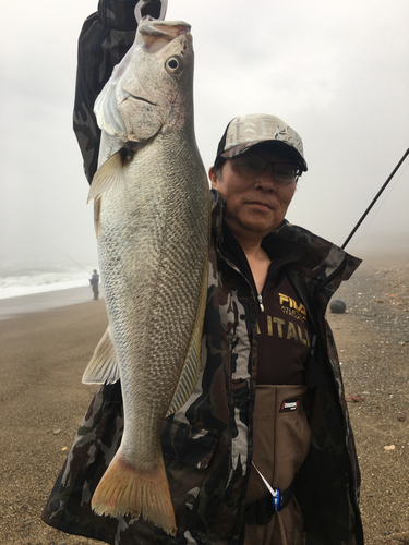 イシモチの釣果