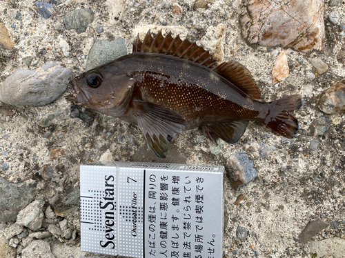 エゾメバルの釣果