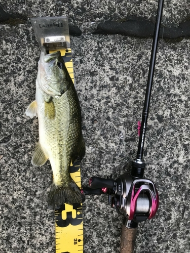 ブラックバスの釣果