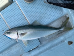 ハマチの釣果