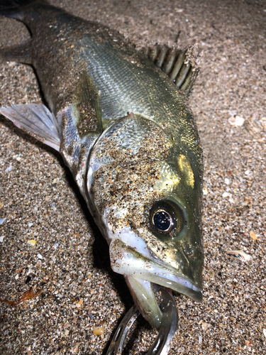 セイゴ（マルスズキ）の釣果