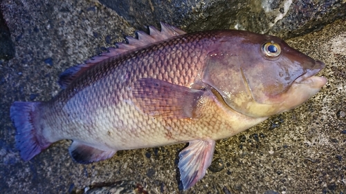 コブダイの釣果