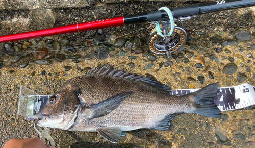 クロダイの釣果