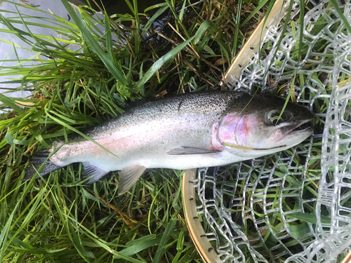 ニジマスの釣果