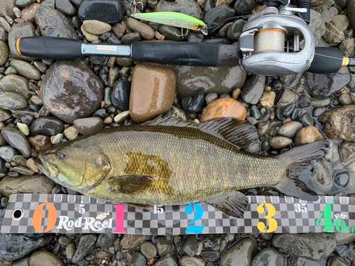 スモールマウスバスの釣果